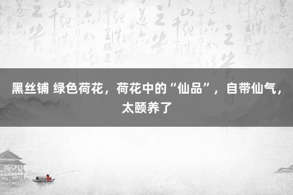 黑丝铺 绿色荷花，荷花中的“仙品”，自带仙气，太颐养了